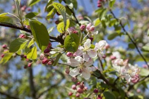 Malus Evereste  mehrjährig Stammhöhe 125 cm  + Krone