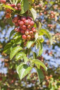 Malus Evereste  mehrjährig Stammhöhe 125 cm  + Krone