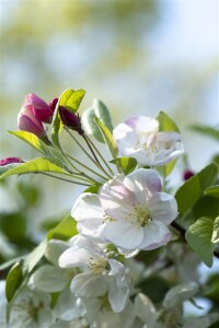 Malus Evereste  mehrjährig Stammhöhe 125 cm  + Krone