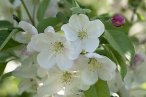 Malus Evereste  mehrjährig Stammhöhe 125 cm  + Krone