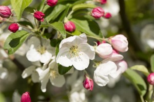 Malus Evereste  mehrjährig Stammhöhe 125 cm  + Krone