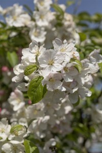 Malus Evereste  mehrjährig Stammhöhe 125 cm  + Krone