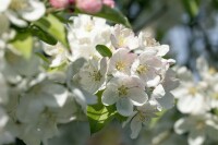 Malus Evereste  mehrjährig Stammhöhe 125 cm  + Krone