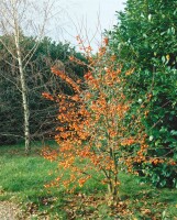 Malus Evereste  mehrjährig Stammhöhe 125 cm  + Krone