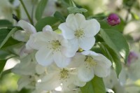 Malus Evereste  mehrjährig Stammhöhe 125 cm  + Krone