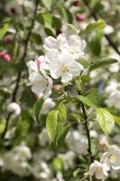 Malus Evereste  mehrjährig Stammhöhe 125 cm  + Krone