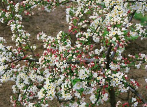 Malus Tina Sta C4 Sth40