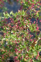 Malus Tina Sta C4 Sth40