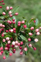 Malus Tina Sta C4 Sth40