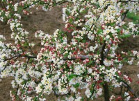 Malus Tina Sta C10 Krone mehrj. Sth80