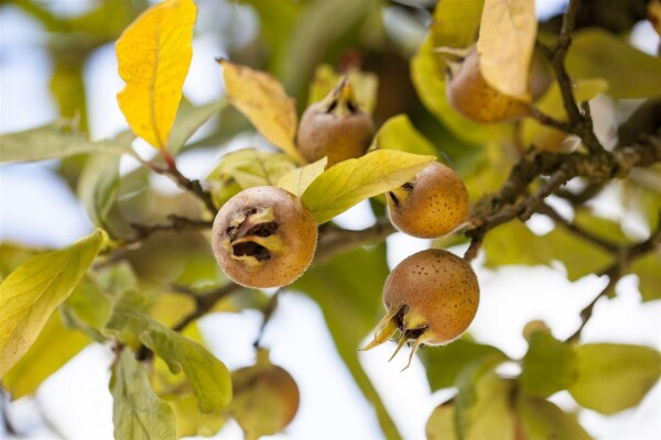 Mespilus germanica kräftig 150- 200 cm