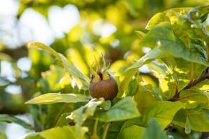 Mespilus germanica kräftig 150- 200 cm