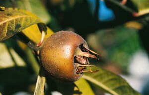 Mespilus germanica kräftig 150- 200 cm