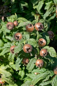 Mespilus germanica kräftig 150- 200 cm