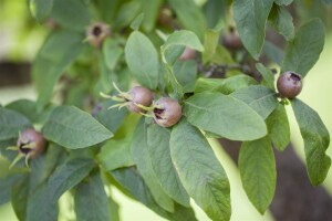 Mespilus germanica kräftig 150- 200 cm