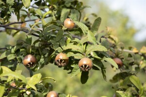 Mespilus germanica kräftig 150- 200 cm