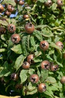 Mespilus germanica kräftig 150- 200 cm