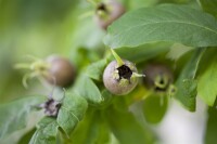 Mespilus germanica kräftig 150- 200 cm