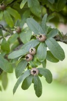 Mespilus germanica kräftig 150- 200 cm