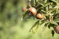 Mespilus germanica kräftig 150- 200 cm