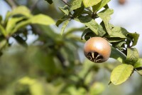 Mespilus germanica kräftig 150- 200 cm