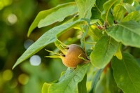 Mespilus germanica kräftig 150- 200 cm