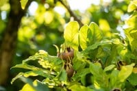 Mespilus germanica kräftig 150- 200 cm