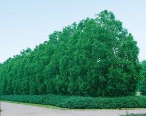 Metasequoia glyptostroboides P12 60-80