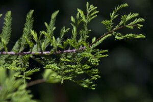 Metasequoia glyptostroboides P12 60-80