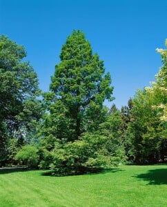 Metasequoia glyptostroboides P12 60-80