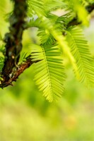 Metasequoia glyptostroboides P12 60-80