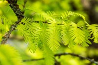 Metasequoia glyptostroboides P12 60-80