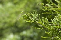 Metasequoia glyptostroboides P12 60-80