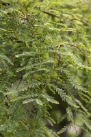 Metasequoia glyptostroboides P12 60-80