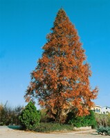 Metasequoia glyptostroboides P12 60-80