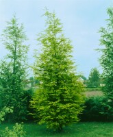 Metasequoia glyptostroboides P12 60-80