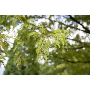 Metasequoia glyptostroboides 60- 100 cm