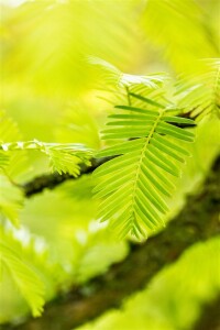 Metasequoia glyptostroboides 60- 100 cm