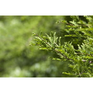 Metasequoia glyptostroboides 60- 100 cm