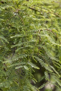 Metasequoia glyptostroboides 60- 100 cm