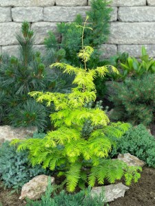 Metasequoia glyptostroboides 60- 100 cm