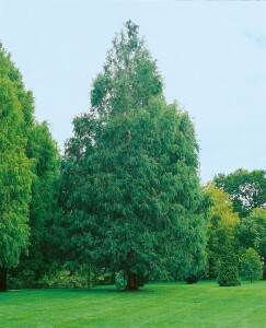 Metasequoia glyptostroboides C6 80-100