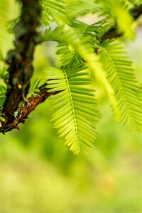 Metasequoia glyptostroboides C6 80-100