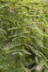 Metasequoia glyptostroboides C6 80-100