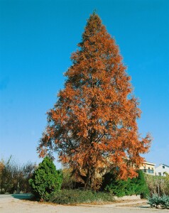 Metasequoia glyptostroboides C6 80-100