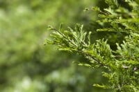 Metasequoia glyptostroboides C6 80-100