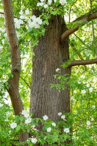 Metasequoia glyptostroboides mb 150-175 cm kräftig