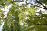 Metasequoia glyptostroboides mb 150-175 cm kräftig