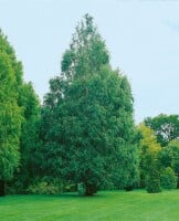 Metasequoia glyptostroboides mb 150-175 cm kräftig