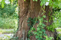 Metasequoia glyptostroboides mb 150-175 cm kräftig